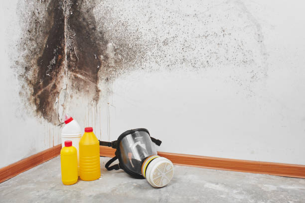 Best Black Mold Removal  in Lakeland, FL