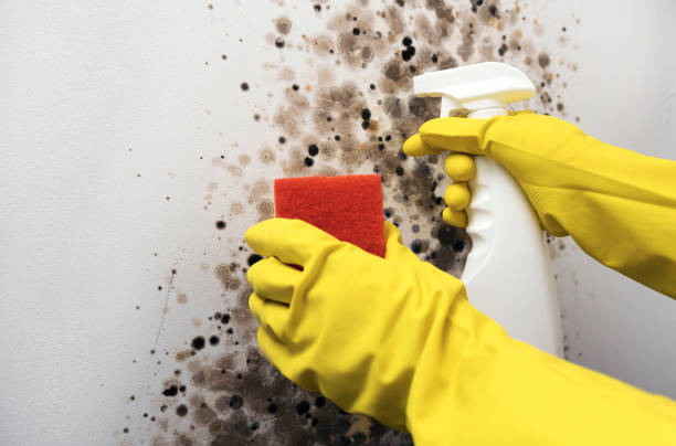 Mold Testing and Removal in Lakeland, FL