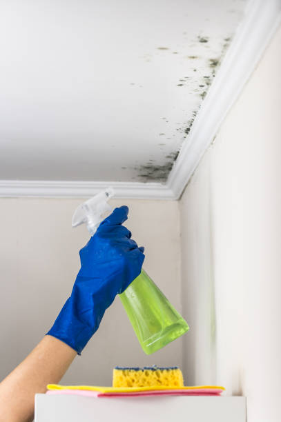 Professional Mold Removal in Lakeland, FL